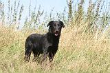 BEAUCERON 083